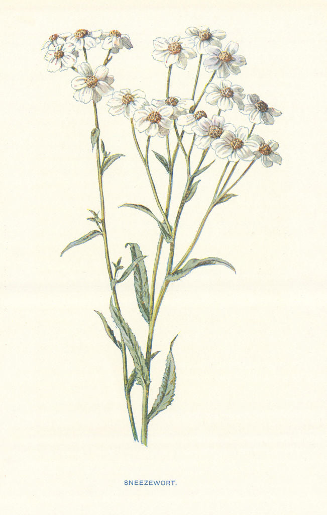 Sneezewort. Wild Flowers by Frederick Edward Hulme c1895 old antique print